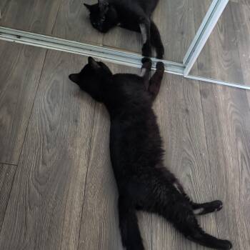 Wilson -  Domestic Short Hair Cat for Adoption in Royal Oak, Michigan - Wilson | PetCurious