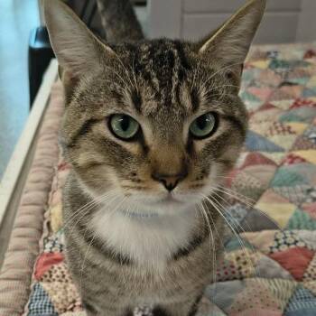 Domestic Short Hair Cats Available for Adoption in Wilmington, Delaware - Cocoa | PetCurious