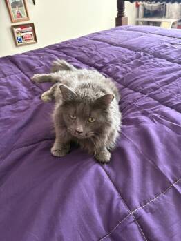Rescue Domestic Long Hair and Russian Blue Cats for Adoption in Ballwin, Missouri - Nebula | PetCurious