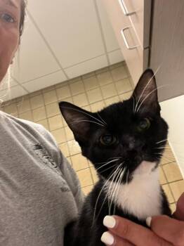 Bert -  Domestic Short Hair Cat for Adoption in Greenfield, Indiana - Bert | PetCurious