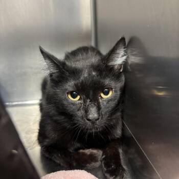 Domestic Short Hair Cats Available for Adoption in Spokane, Washington - Fudge | PetCurious