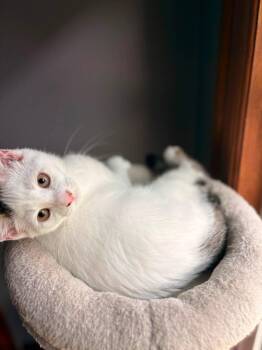 Cayenne -  American Shorthair Cat for Adoption in Elkland, Pennsylvania - Cayenne | PetCurious