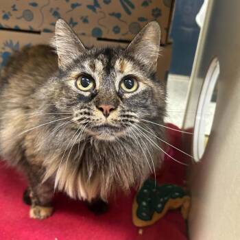 Tallahassee -  Domestic Long Hair Cat for Adoption in West Olive, Michigan - Tallahassee | PetCurious