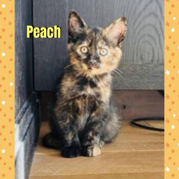 Peach -  Domestic Short Hair Cat for Adoption in Red Lodge, Montana - Peach | PetCurious