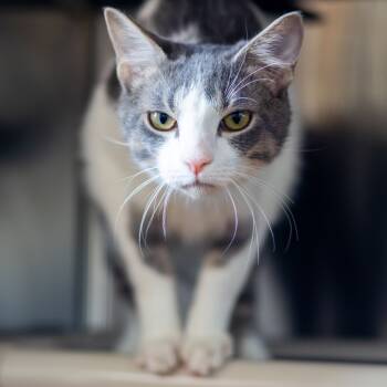 Rescue Domestic Short Hair Cats for Adoption in Wilmington, Delaware - Ice Cream (bonded With Chips) | PetCurious