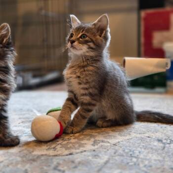 Domestic Short Hair Cats Available for Adoption in Mastic, New York - Seamus | PetCurious