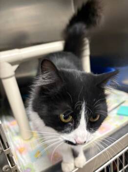 Rescue Domestic Long Hair Cats for Adoption in Virginia, Minnesota - Senga | PetCurious