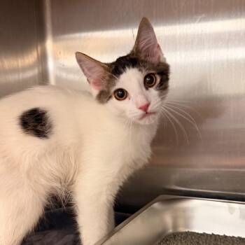 Peter -  Domestic Short Hair Cat for Adoption in Indianapolis, Indiana - Peter | PetCurious