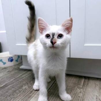 Snow C11215 -  Domestic Short Hair Cat for Adoption - Snow C11215 | PetCurious