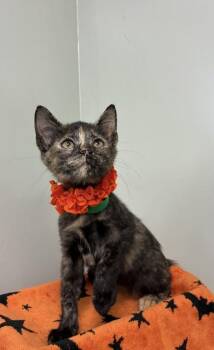 Vanilla -  Domestic Short Hair Cat for Adoption in Picayune, Mississippi - Vanilla | PetCurious