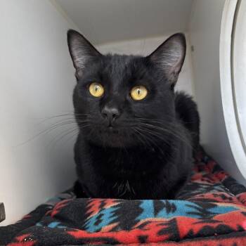 Domestic Short Hair Cats Available for Adoption in Naperville, Illinois - Cesar | PetCurious