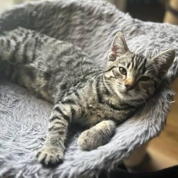 Rescue Tabby and Domestic Short Hair Cats for Adoption in Sacramento, California - Sawa-Wasabi | PetCurious