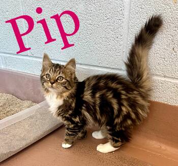 Pip -  Domestic Long Hair Cat for Adoption in Prince Frederick, Maryland - Pip | PetCurious