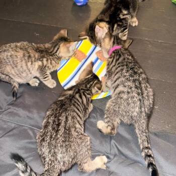 Funfetti (Birthday Cupcakes) -  Domestic Short Hair Cat for Adoption in Charlotte, North Carolina - Funfetti (Birthday Cupcakes) | PetCurious