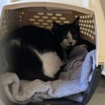 Cookie -  Domestic Short Hair Cat for Adoption in Burlington, Ontario - Cookie | PetCurious