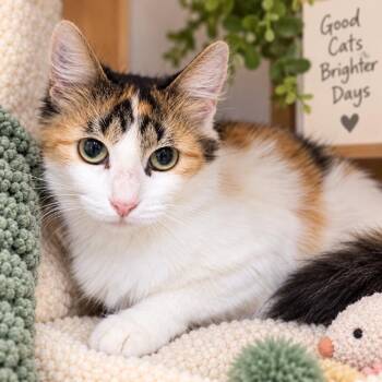 Tina -  Domestic Medium Hair Cat for Adoption in Hopkinton, Massachusetts - Tina | PetCurious