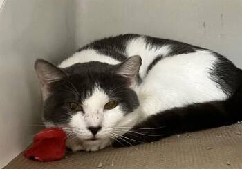 Rescue Domestic Short Hair Cats for Adoption in Boston, Massachusetts - BUTTER BABY | PetCurious