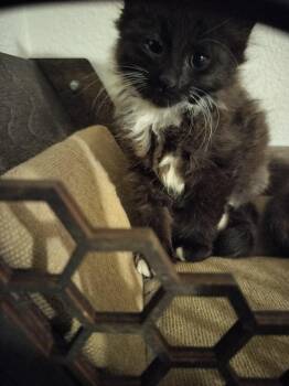 Helen Hunt -  Domestic Long Hair Cat for Adoption in Portland, Oregon - Helen Hunt | PetCurious