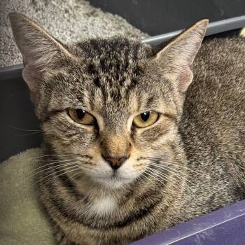 Me-maw -  Domestic Short Hair Cat for Adoption in Miami, Florida - Me-maw | PetCurious