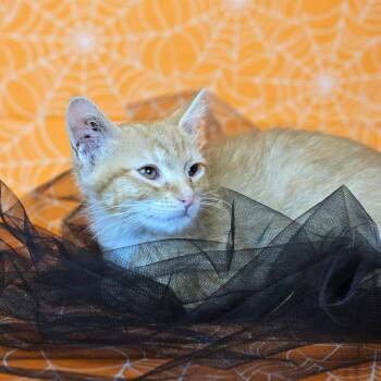 Baffle-C -  Domestic Short Hair Cat for Adoption in East St. Louis, Illinois - Baffle-C | PetCurious