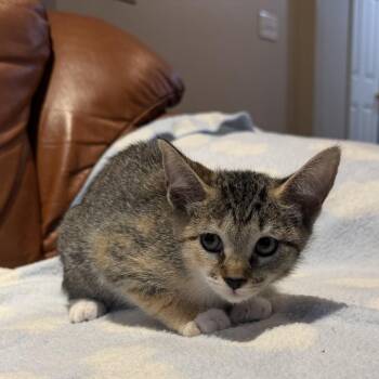 Penny -  Domestic Short Hair Cat for Adoption in Cumming, Georgia - Penny | PetCurious
