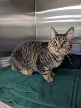 Chelsea -  Domestic Short Hair Cat for Adoption in La Porte, Indiana - Chelsea | PetCurious
