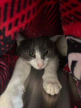 Domestic Short Hair Cats Available for Adoption - Pimm | PetCurious