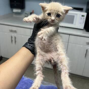 Buzz -  Domestic Short Hair Cat for Adoption in Riverside, California - Buzz | PetCurious