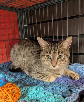 Hunter -  Tabby Cat for Adoption in Hamilton, Ontario - Hunter | PetCurious