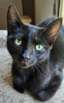 Kai -  Domestic Short Hair Cat for Adoption in Connelly Springs, North Carolina - Kai | PetCurious