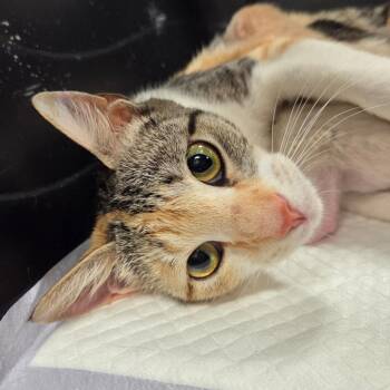 Hammie -  Domestic Short Hair Cat for Adoption in Chattanooga, Tennessee - Hammie | PetCurious