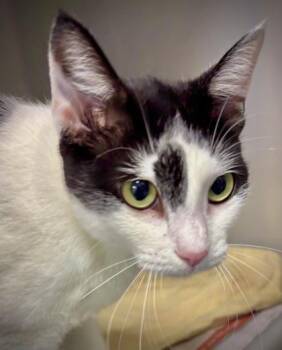 Sonata 1174-26 -  Domestic Short Hair Cat for Adoption in Cumming, Georgia - Sonata 1174-26 | PetCurious