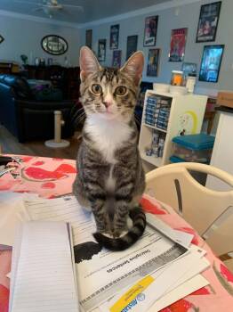 Rescue Domestic Short Hair Cats for Adoption - Sage | PetCurious