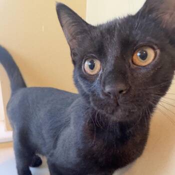 Ozzy -  Domestic Short Hair Cat for Adoption in Saint Charles, Missouri - Ozzy | PetCurious