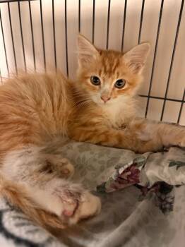 Thorn -  Domestic Long Hair Cat for Adoption in Blountville, Tennessee - Thorn | PetCurious