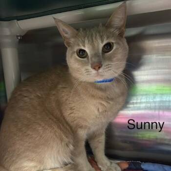 Sunny -  Domestic Short Hair Cat for Adoption in Knoxville, Tennessee - Sunny | PetCurious