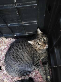 JAMES -  Domestic Short Hair Cat for Adoption in Raleigh, North Carolina - JAMES | PetCurious
