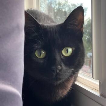 Gerry [bonded with sister, Mica] -  Domestic Short Hair Cat Available for Adoption in Benicia, California - Gerry [bonded With Sister, Mica] | PetCurious
