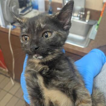 Julianna -  Domestic Short Hair Cat for Adoption in Birmingham, Alabama - Julianna | PetCurious