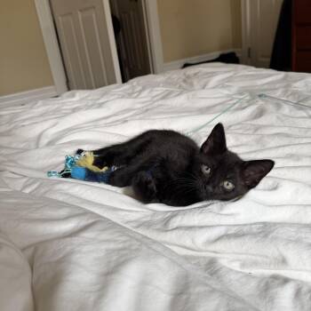 Dean -  Domestic Short Hair Cat for Adoption in San Francisco, California - Dean | PetCurious