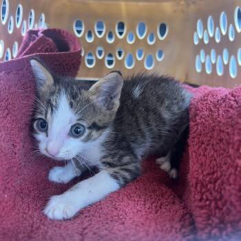 Domestic Short Hair Cats Available for Adoption in Lake Jackson, Texas - Telemachus | PetCurious