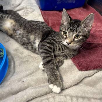 GRAHAM CRACKER -  Domestic Short Hair Cat for Adoption in Kalamazoo, Michigan - GRAHAM CRACKER | PetCurious