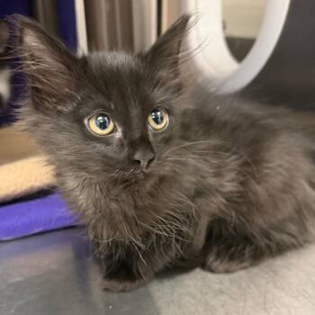 Pascal -  Domestic Medium Hair Cat for Adoption in Las Vegas, Nevada - Pascal | PetCurious