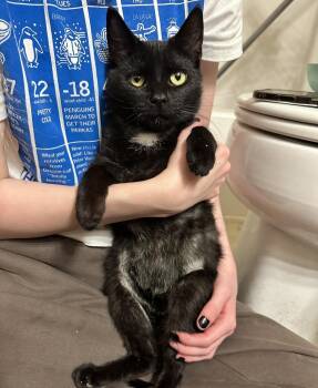 Taylor -  Domestic Short Hair Cat for Adoption in East Lansing, Michigan - Taylor | PetCurious