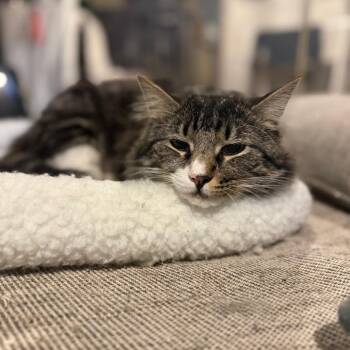 Domestic Long Hair Cats Available for Adoption in Jarrettsville, Maryland - Teddy | PetCurious