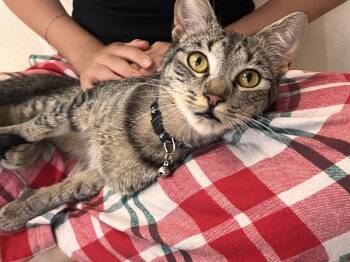Kix -  Domestic Short Hair Cat for Adoption in Villa Park, California - Kix | PetCurious