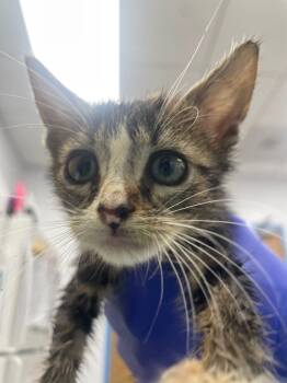 Rescue Domestic Short Hair Cats for Adoption in Hartsville, South Carolina - Zella | PetCurious