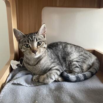 Minnie -  Tabby Cat for Adoption in Mckenzie, Tennessee - Minnie | PetCurious