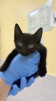 Jimothy -  Domestic Short Hair Cat for Adoption in Honolulu, Hawaii - Jimothy | PetCurious