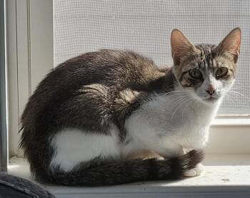 Supergirl -  Domestic Short Hair Cat for Adoption in Evans, Georgia - Supergirl | PetCurious